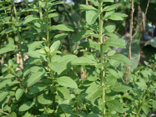 农民注意,以后再看到这种果子不要摘了,它的皮更贵,高达50一斤