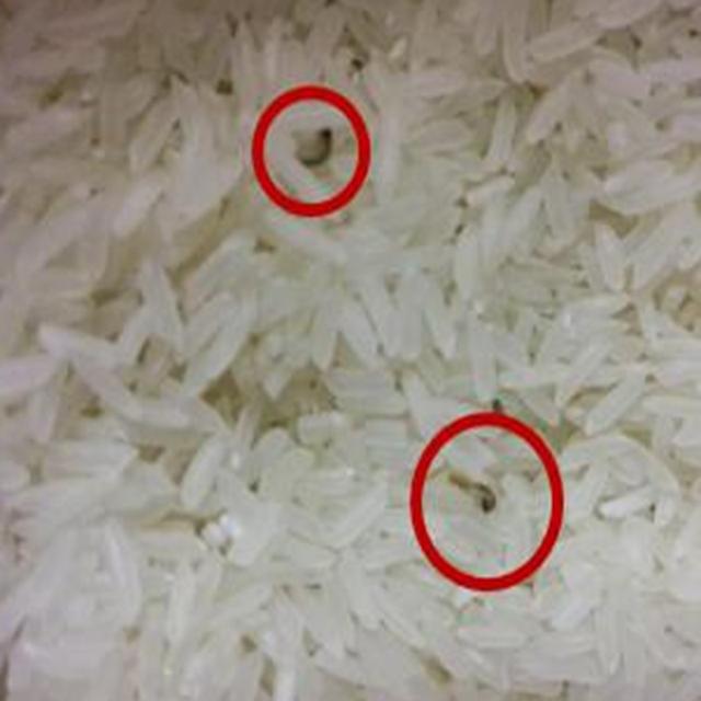 家里大米长虫了有飞蛾,用了这个东西后保证大米不长虫不发霉