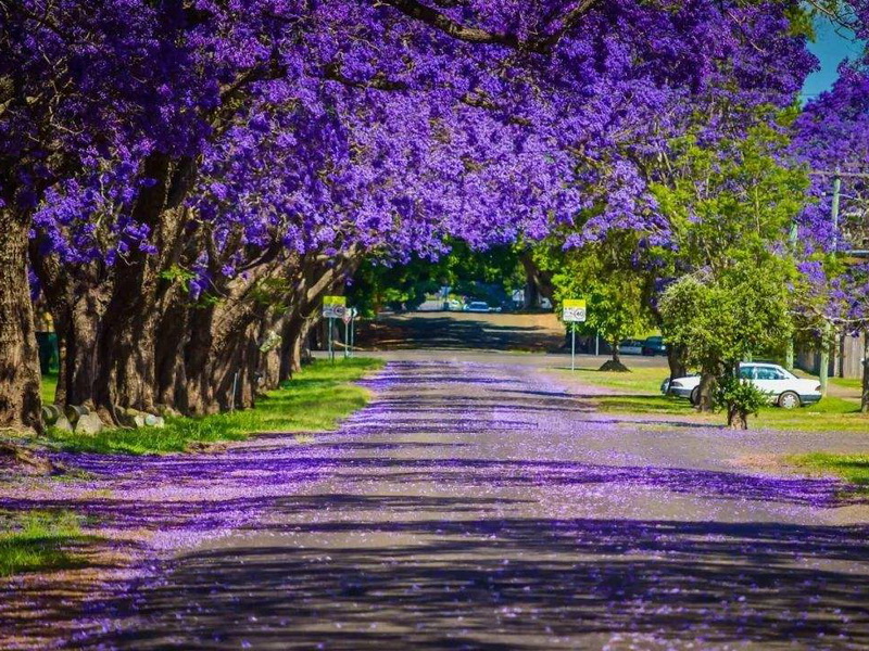超美的蓝花楹树,来到这里仿佛置身仙境,如梦似幻!