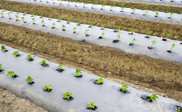 蔬菜种植新技术—地膜覆盖的九种新形式