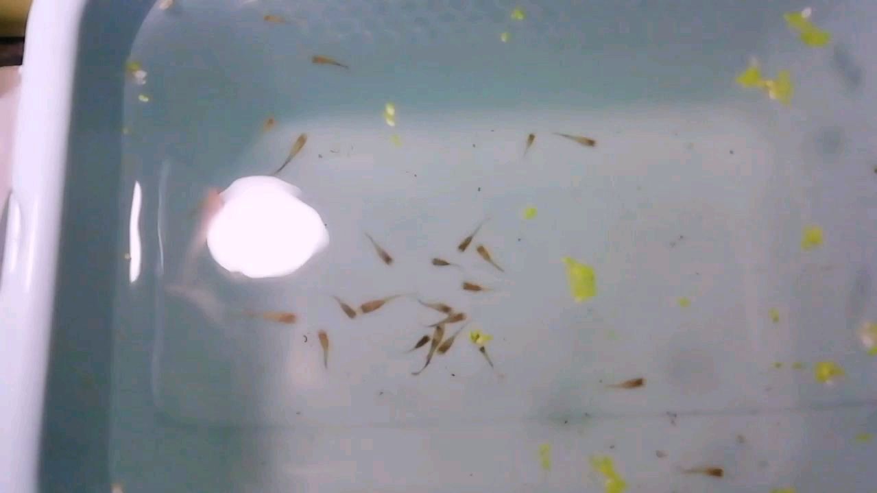 懂得把快要生产的孔雀母鱼隔离出来繁殖,10条变千条不是梦!