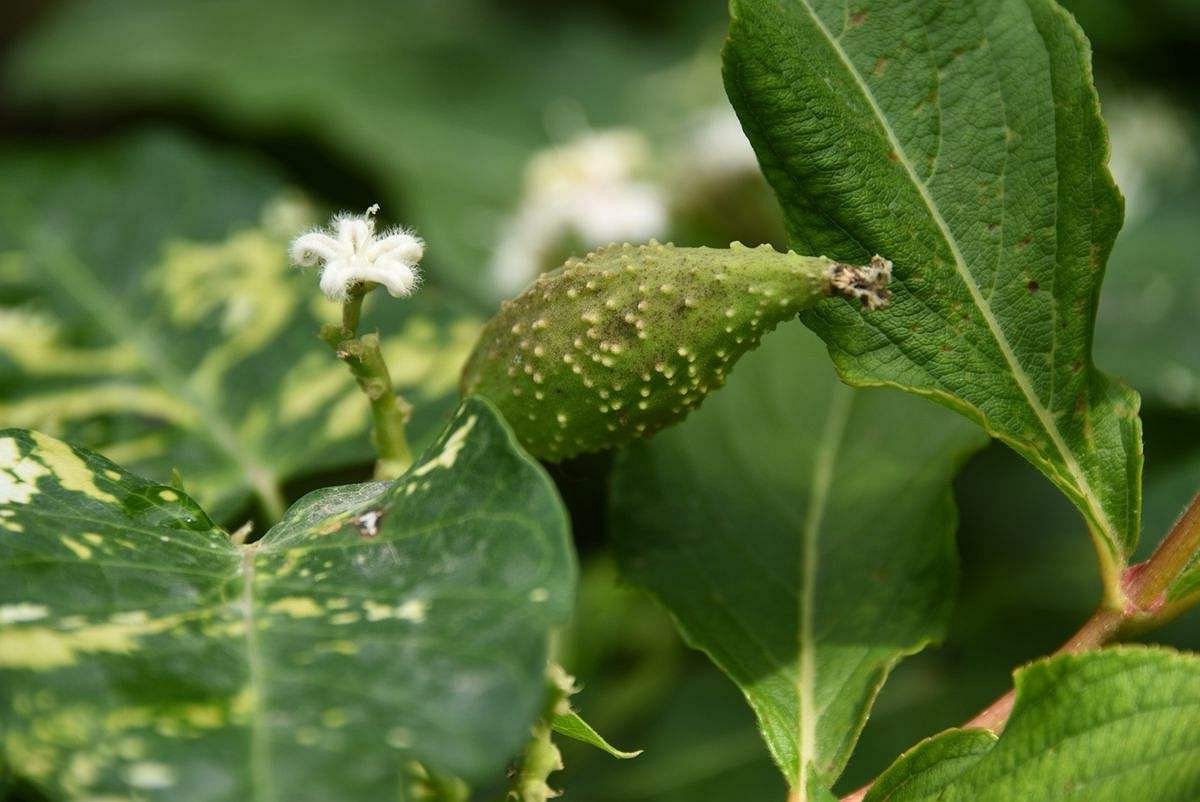 在以前经济条件不太好的时候,很多穷苦人家都会上山去采摘奶浆菜用来