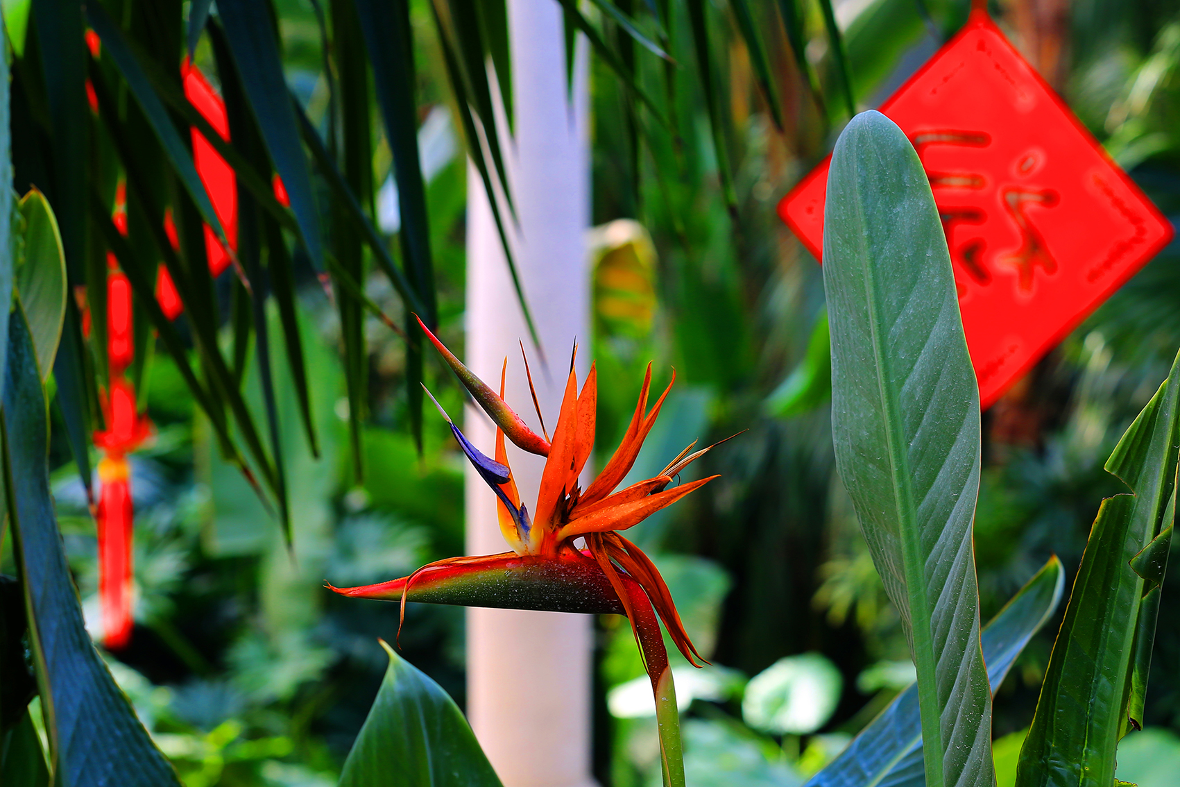 天堂鸟 - 2020年最新商品信息聚合专区 - 百度爱采购