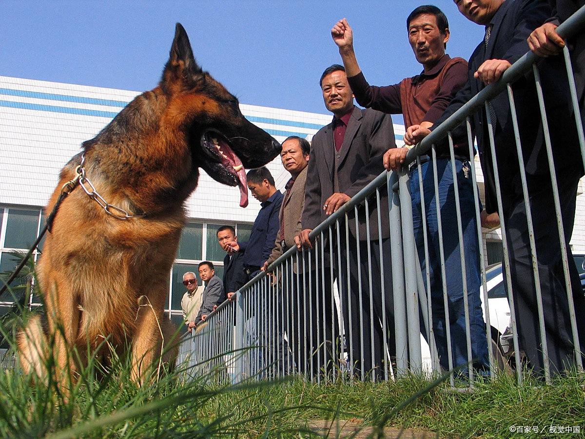 训练德国牧羊犬参加 igp 比赛有哪些常见误区?