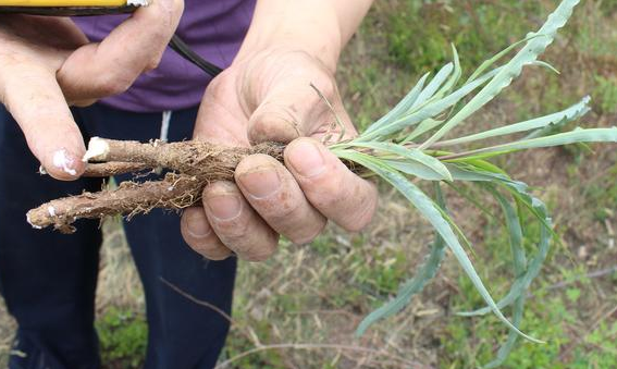"鸦葱"是不是葱?大妈野外见到,一路边走边挖,你们见过吗?