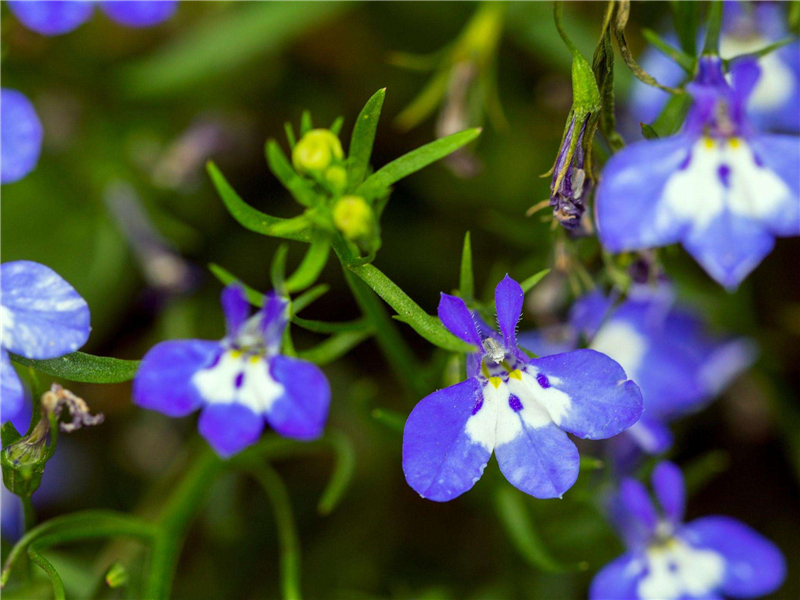 花半边莲的市场好,园林装饰少不了,种植关键在水肥