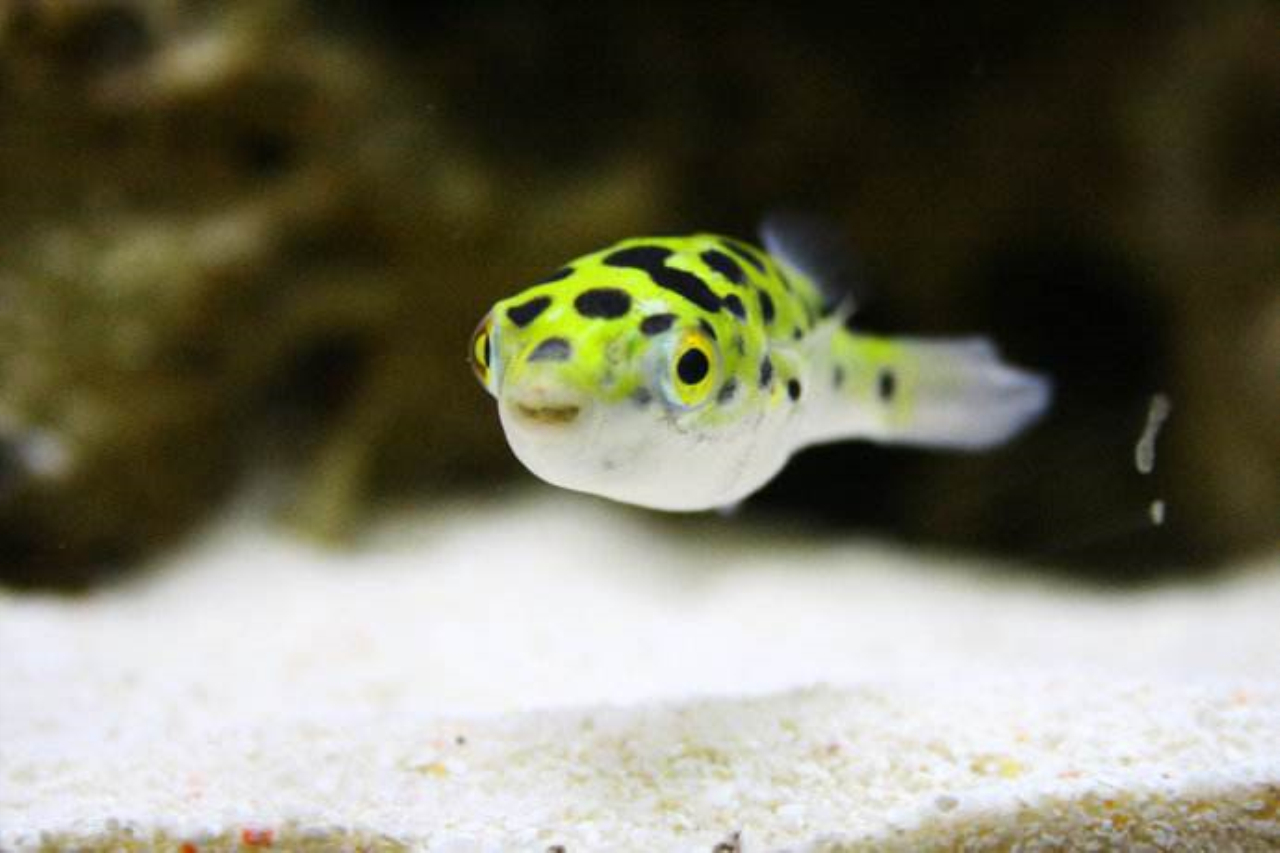 河豚观赏 - 优质问答专区