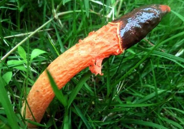 这"野菌"叫红鬼笔,颜色特别鲜艳,闻起来臭烘烘,价值高