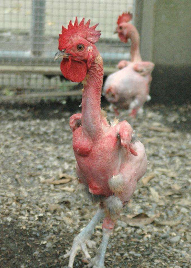 以色列人培育出无毛鸡,产蛋能力提升20%,吃鸡不用拔毛了!