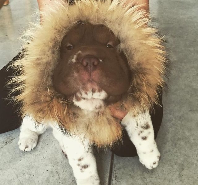 熊面狗身兽的超萌毛毛沙皮狗,长大后可爱翻倍!