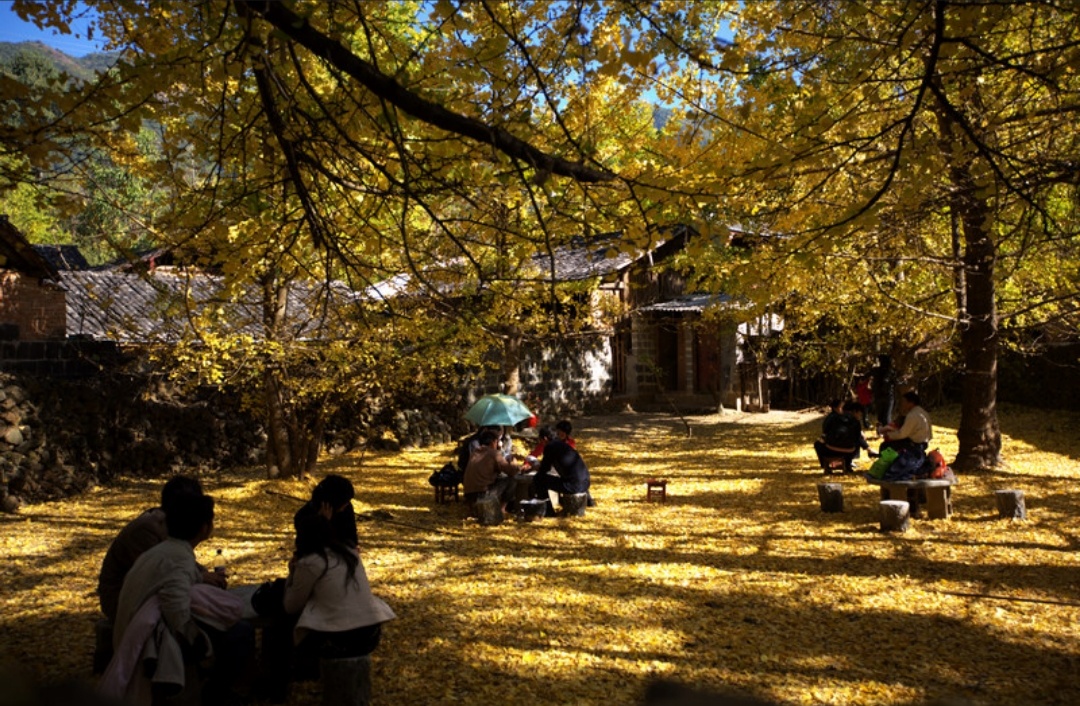满地"黄金"的腾冲银杏村|这个金色的秋天被云南所承包