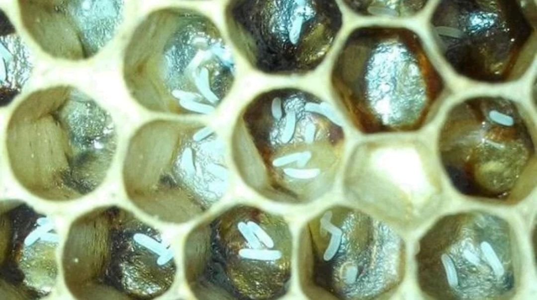 蜂群失王后,蜜蜂的工蜂产卵了怎么办?