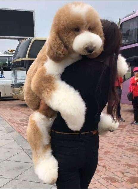 无论有多爱狗狗,都不要用这5种方式去抱它,可能会使它瘫痪!