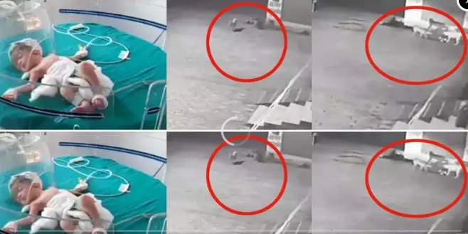 新生婴儿惨遭母亲遗弃，流浪狗从下水道救回一命！身上还包着塑料