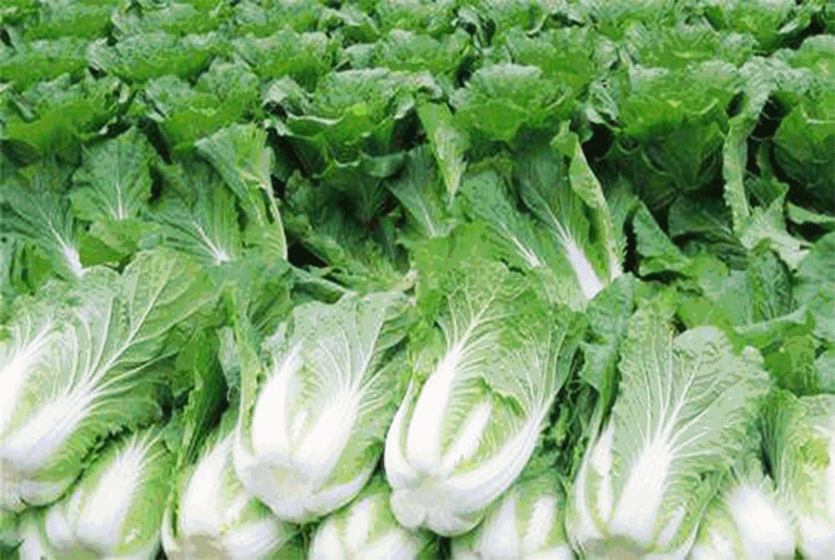 教你7种大白菜做法,300斤不够吃,一冬天都够了