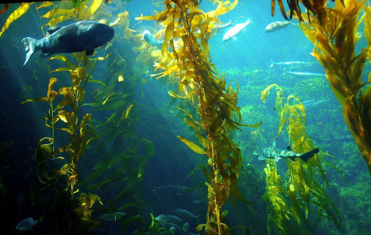 最大的海藻图片