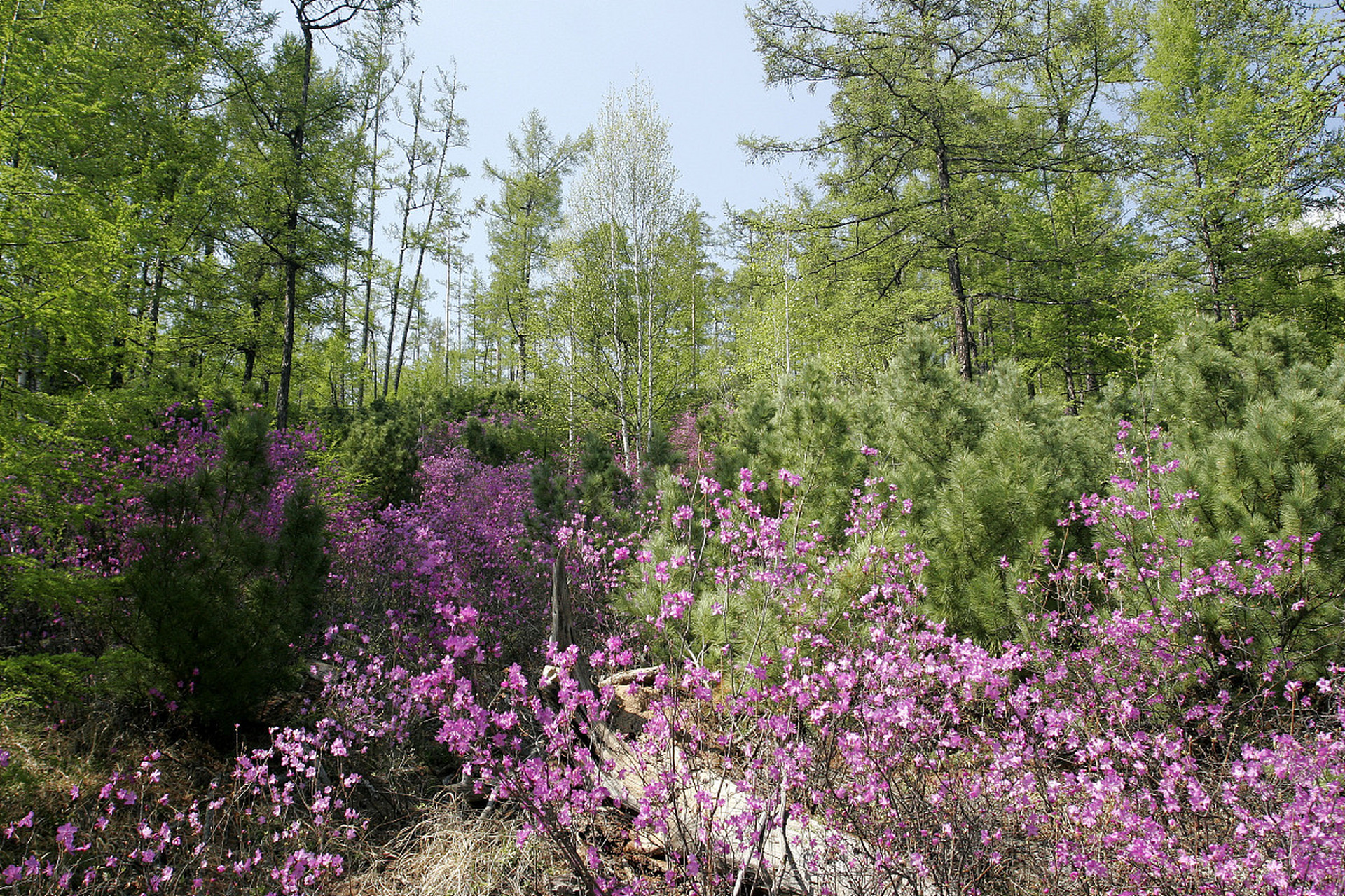 深山老林,植被茂密,花儿似地毯,美的享受.
