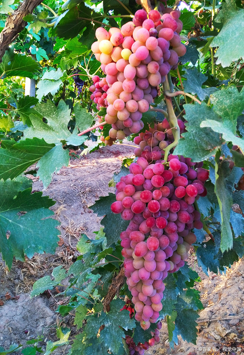 葡萄- 热门商品专区