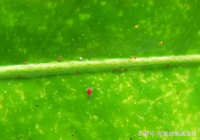 红蜘蛛 - 热门商品专区