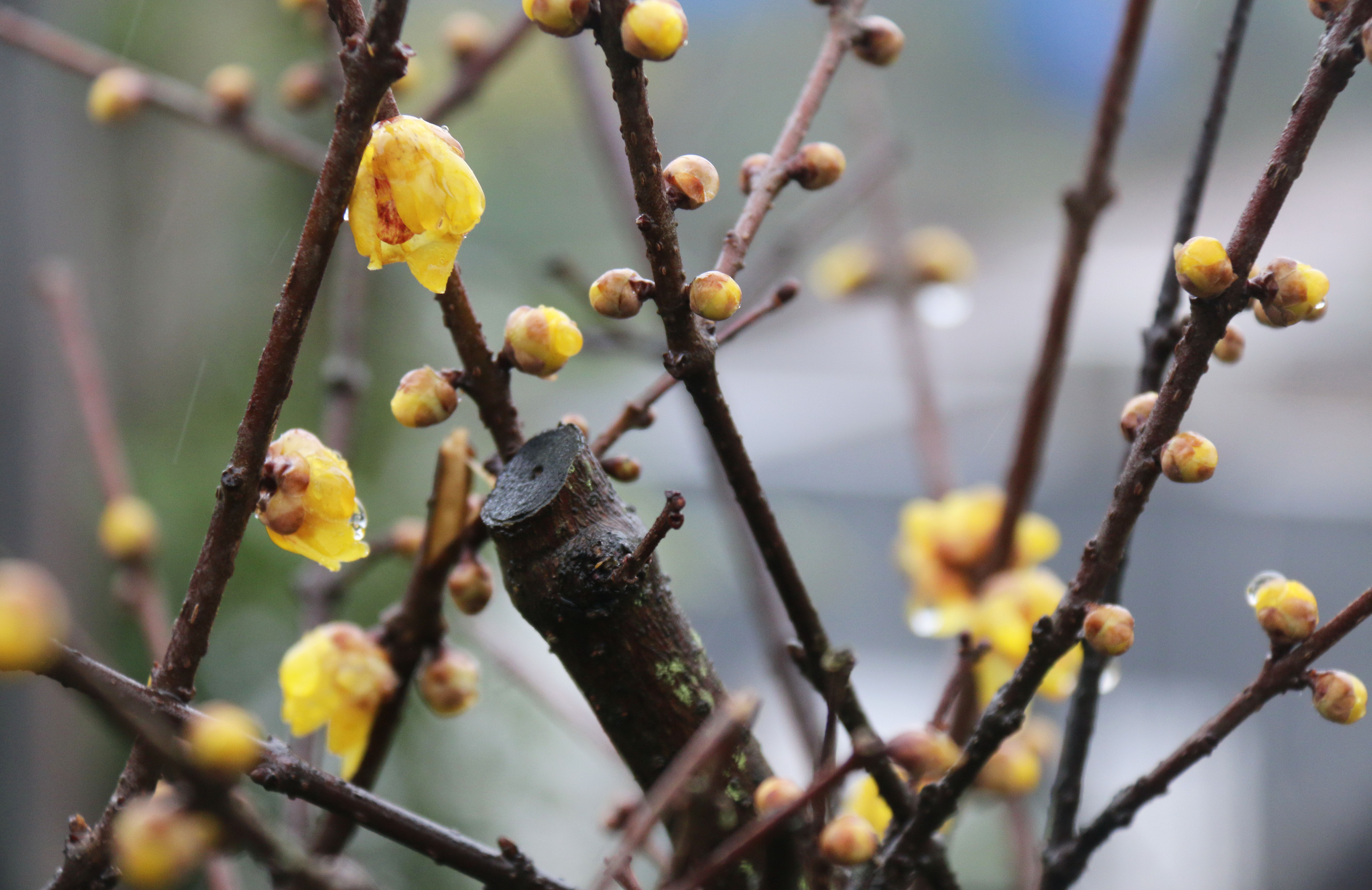 (环境)(2)小寒腊梅
