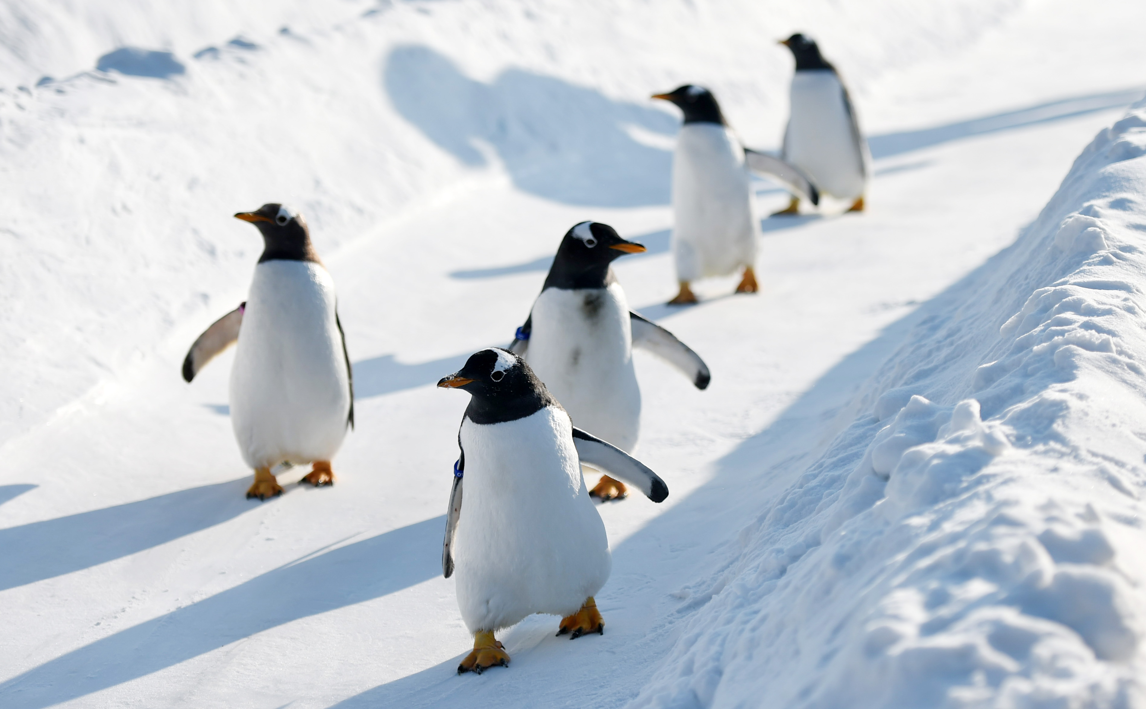 (社会)(2)哈尔滨:企鹅雪地"撒欢儿"