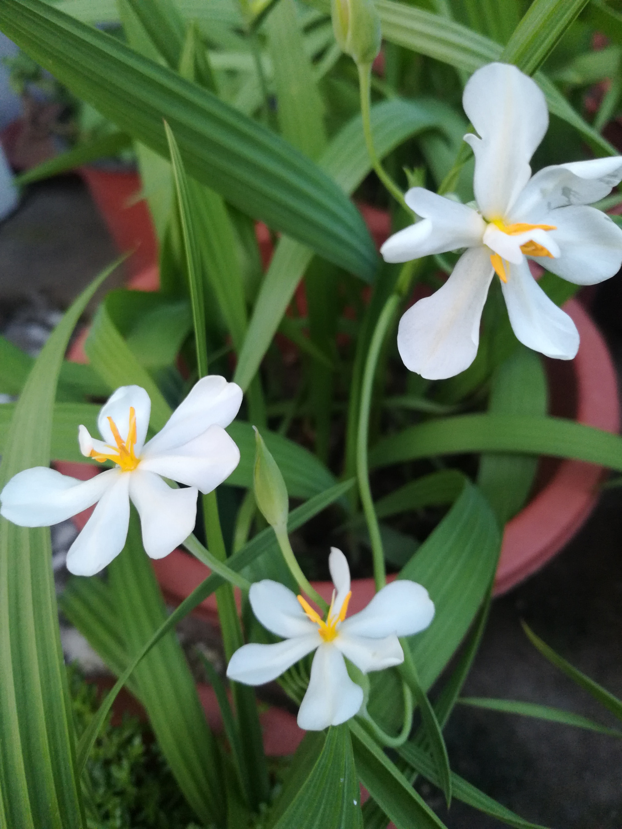 这个是什么花?红葱花吗?