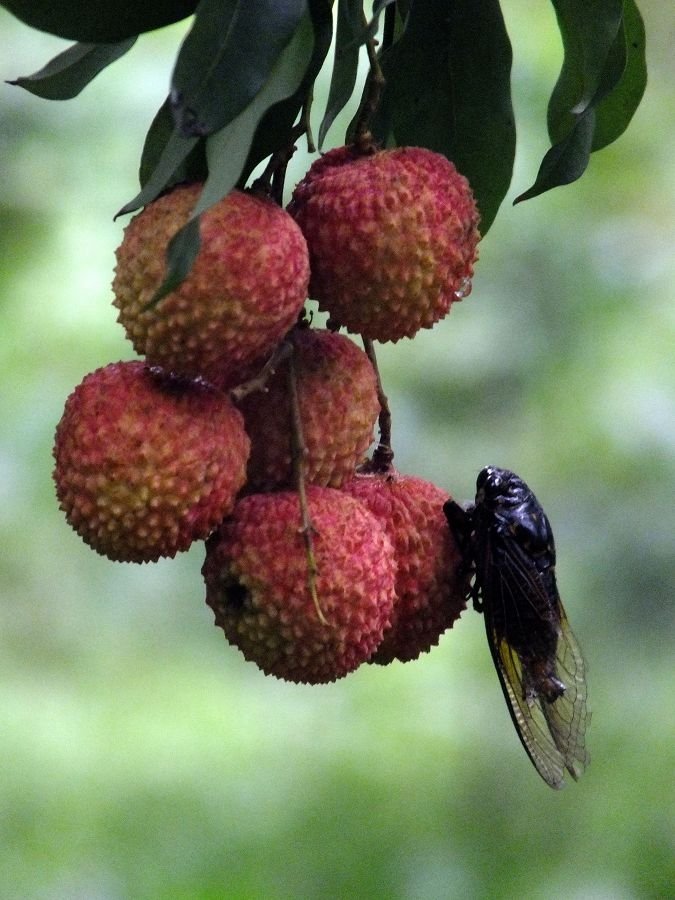 硕果累累的一串一串荔枝 转载自百家号作者:小佳摄影