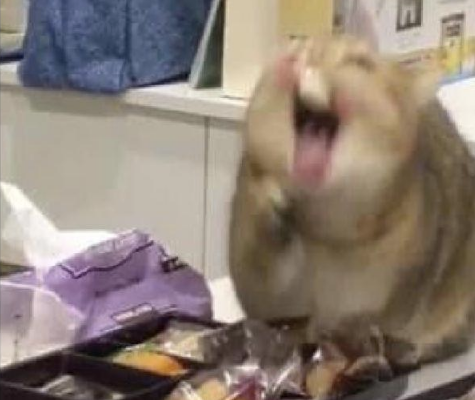 猫咪偷吃糖果,结果糖却粘在了它的牙齿上,猫变成小松鼠了?