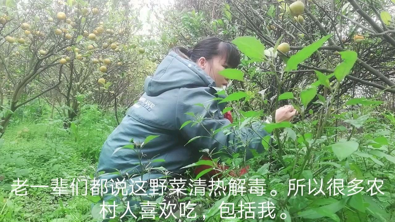 姑娘田野里摘了大把“辣椒菜”,老一辈说这野菜好吃还能清热解毒