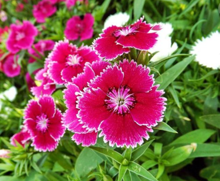 石竹全草可入药,能利尿,石竹栽培管理和繁殖方法介绍如下!
