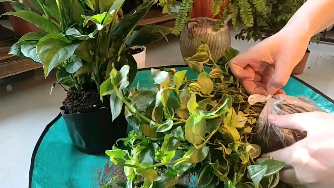 花盆空了买花,花太多了买盆,真是一个死循环,不过每天很开心!