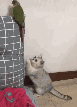 猫咪排队偷肉吃,轮流放风,黑猫:快点吃,下一个该轮到我了!