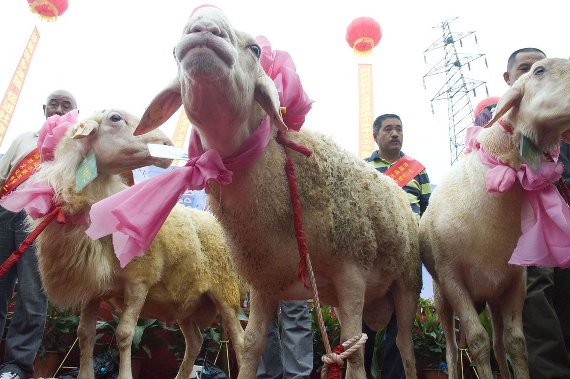 新疆刀郎羊,这个名字让人联想到刀郎族人的文化传承和独特的生存环境.