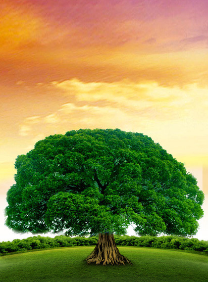 塔罗占卜:凭感觉选择一颗最具有灵性的树,测你是什么命数?