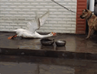 313_238gif 动态图 动图