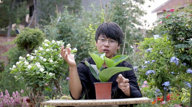 [图]传说中的“宝莲灯”，就是这种花卉开的花，非常奇特的盆栽花卉