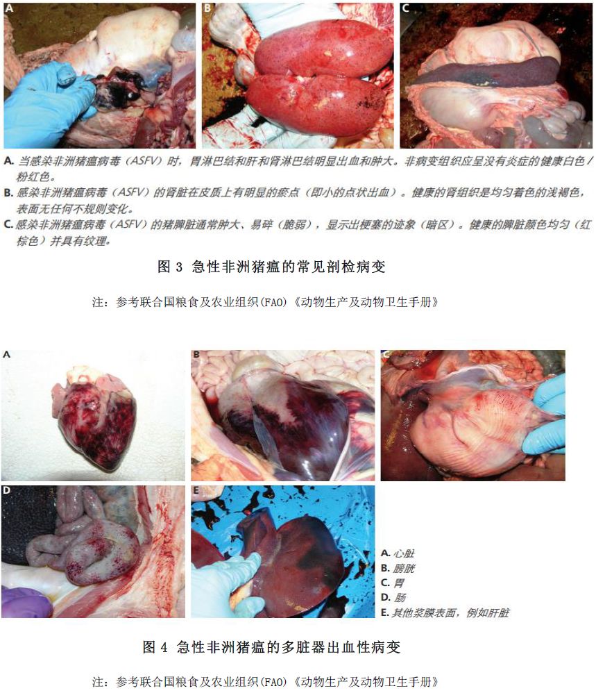 猪瘟图片 解剖图片