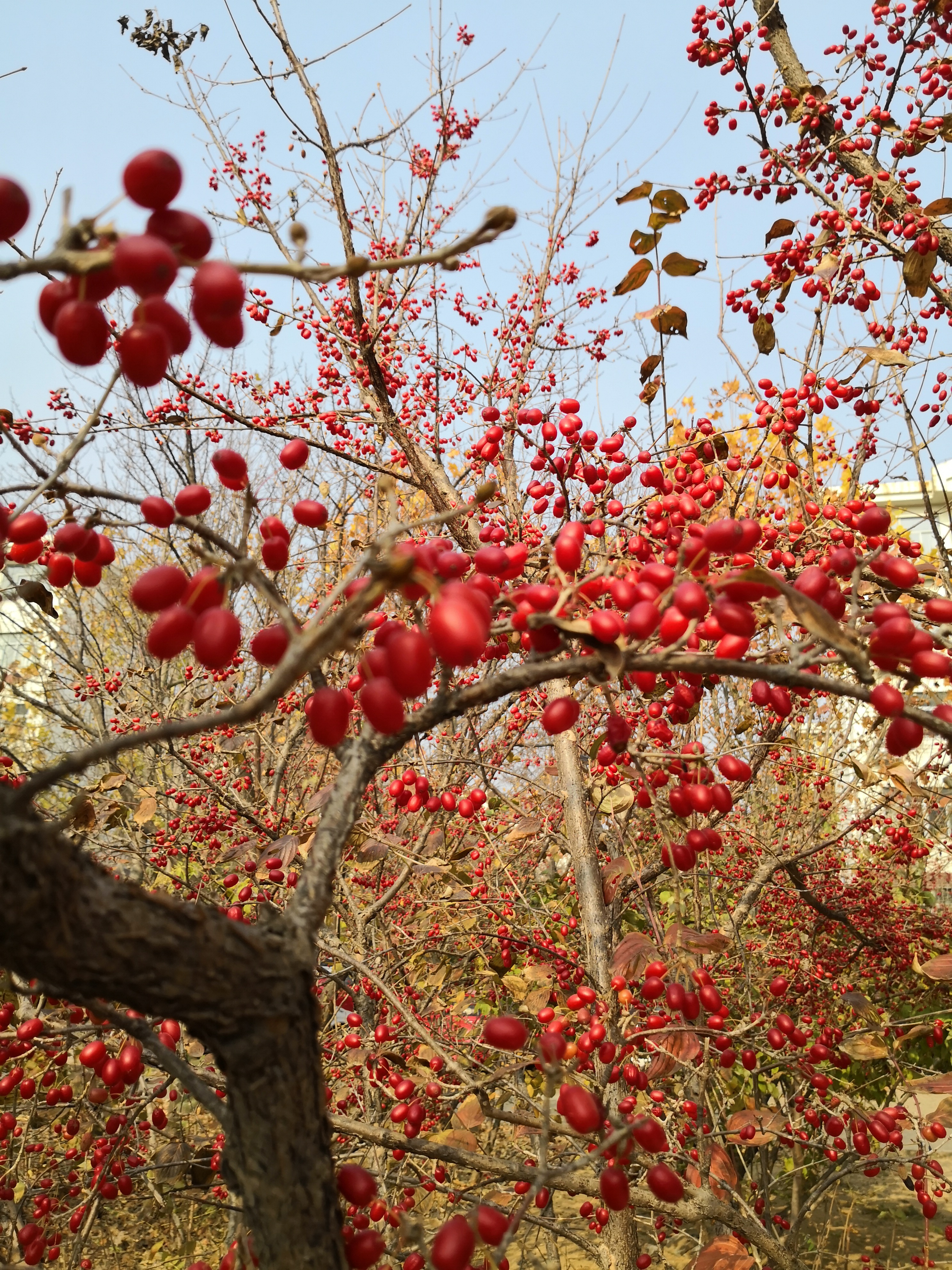 冬赏山茱萸,枝无叶果更红,芽苞蓄势待春风