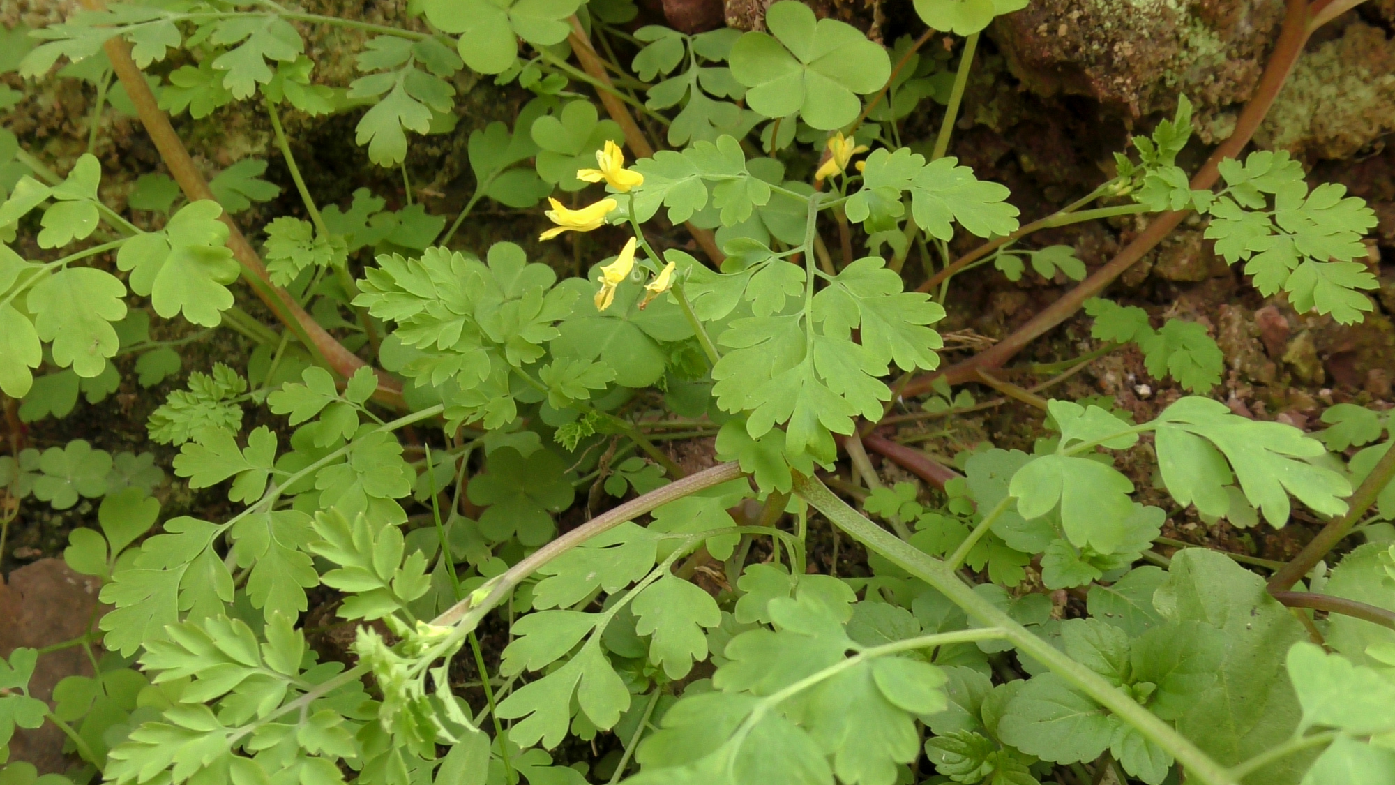 搞笑!农村有种野草叫尿罐草,莫非这种植物与尿罐子有关系?