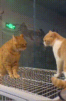 橘猫打招呼被凶了回去,委屈地低下头,最后望天的样子怂萌怂萌的