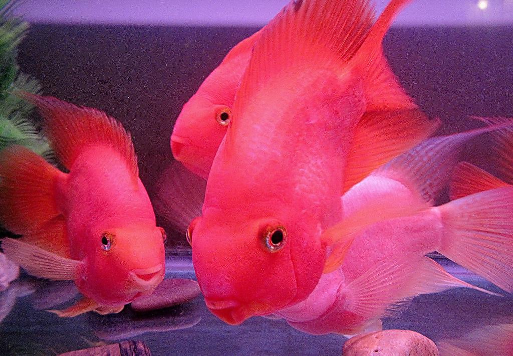 老手养好鹦鹉鱼的方法,饲养鹦鹉鱼的注意事项,水质和饮食都重要