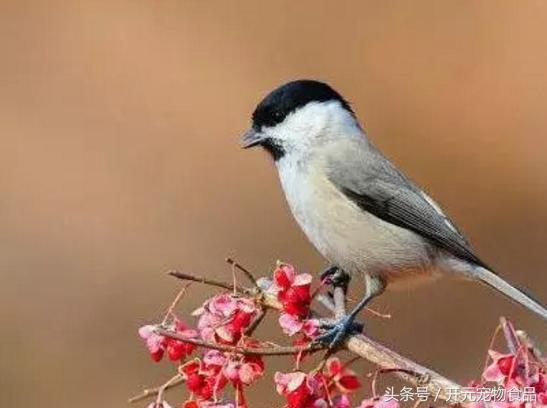 红子叫音早已有定论了