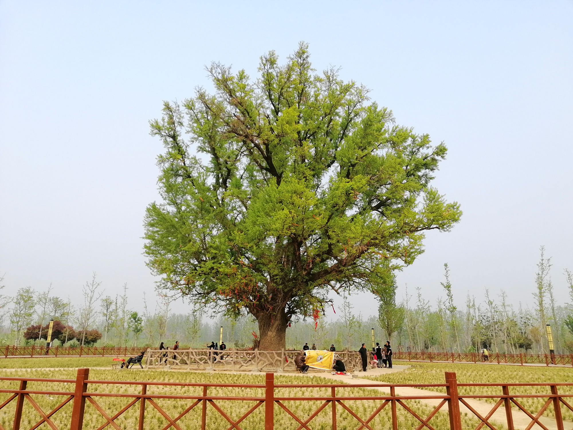 古树- 优质问答专区