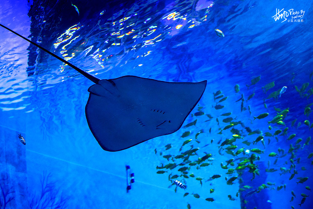 线纹鳗鲶,线纹鳗鲶起源于亚洲,有着很长很弯曲的身体,并且能够长到16