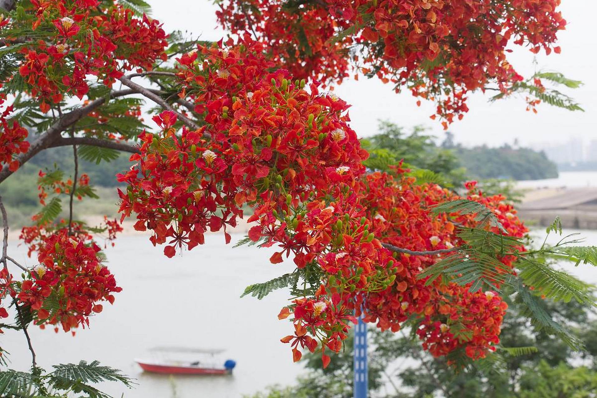阳江闸坡风景区,清明时节凤凰花盛开,花朵如火焰般绚烂.