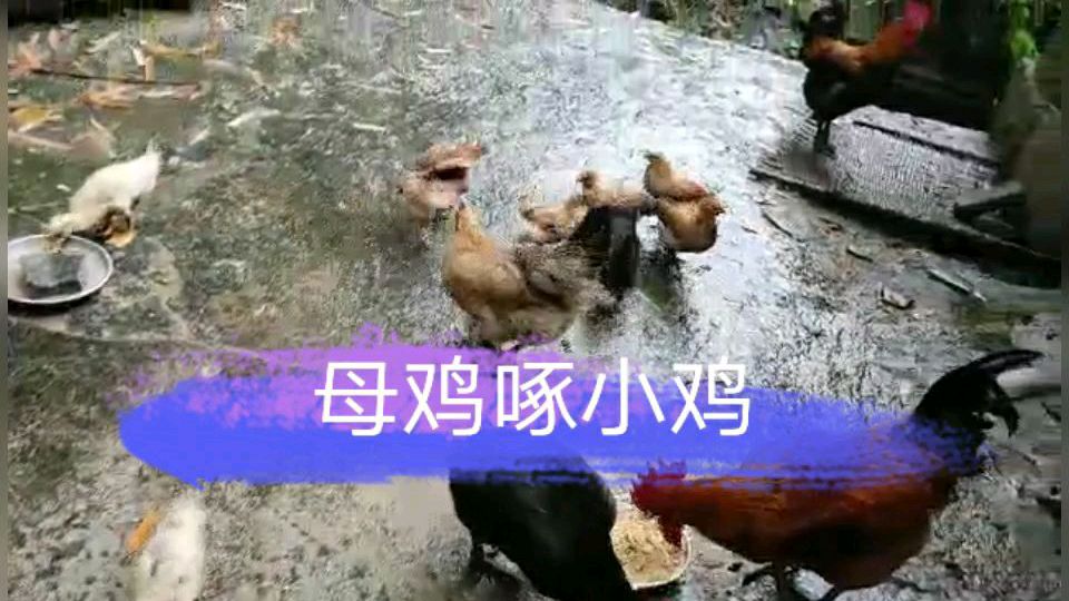 小鸡长大了,还从母鸡嘴里抢食,被母鸡狠狠地啄了一番