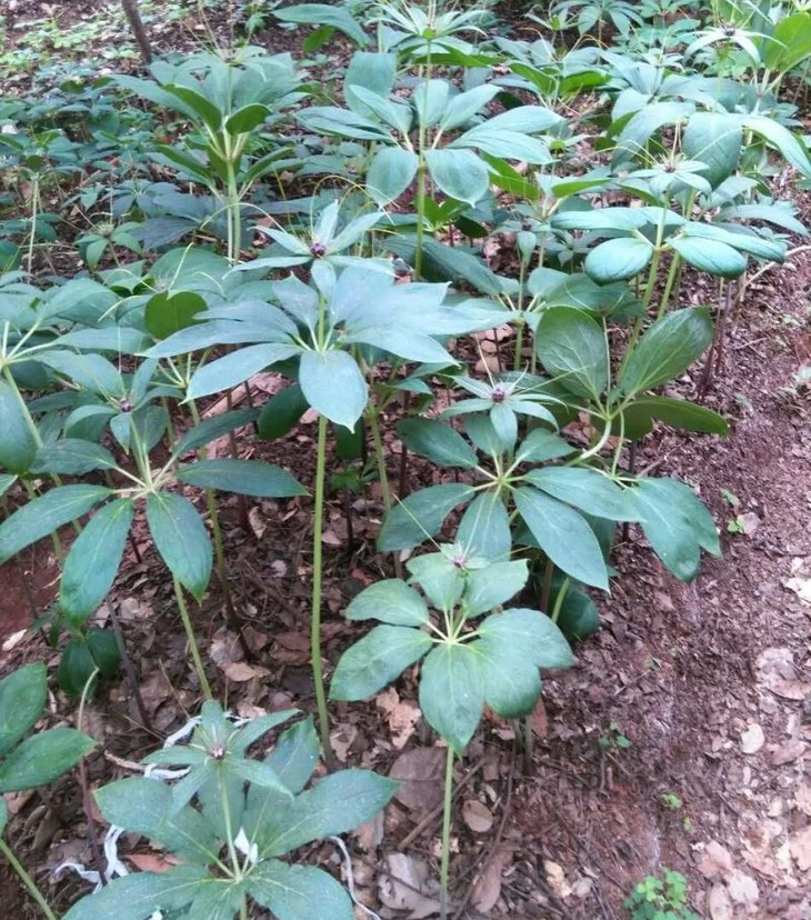 重楼的种植风险很高,从上面的内容便可以看出,重楼要求的环境与其它