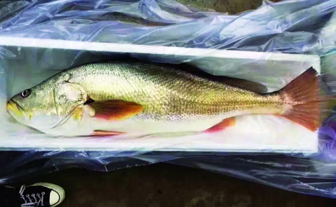 我国4种最贵的鱼:一个至今在各地禁食名单上,一个鱼鳔比黄金贵