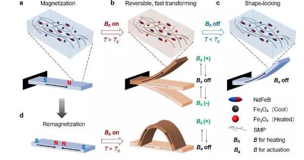 m-smp磁驱形状记忆高分子复合材料的组成和原理示意图.