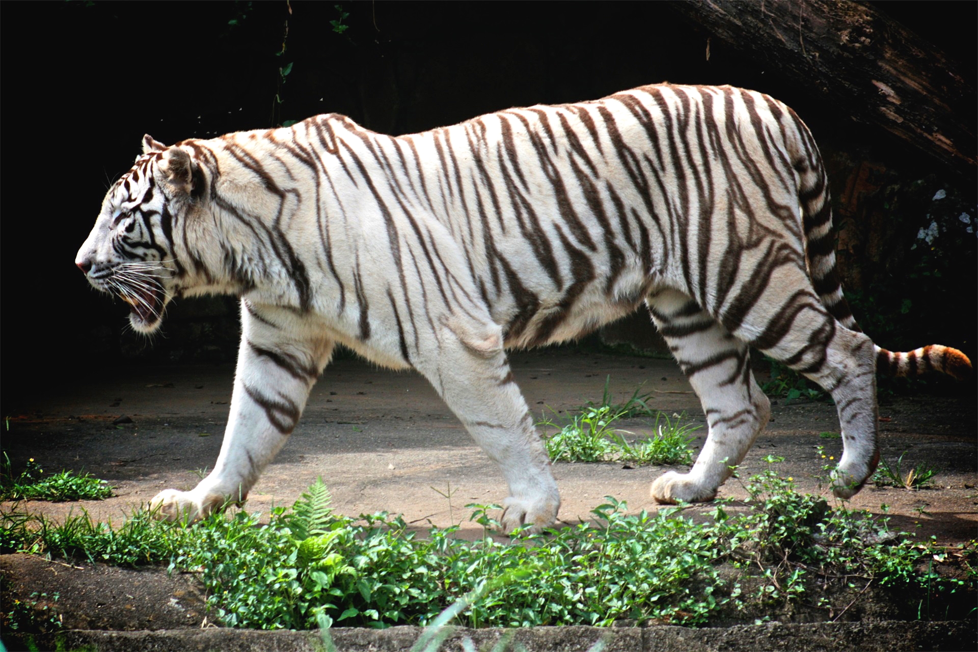 孟加拉国国宝动物图片